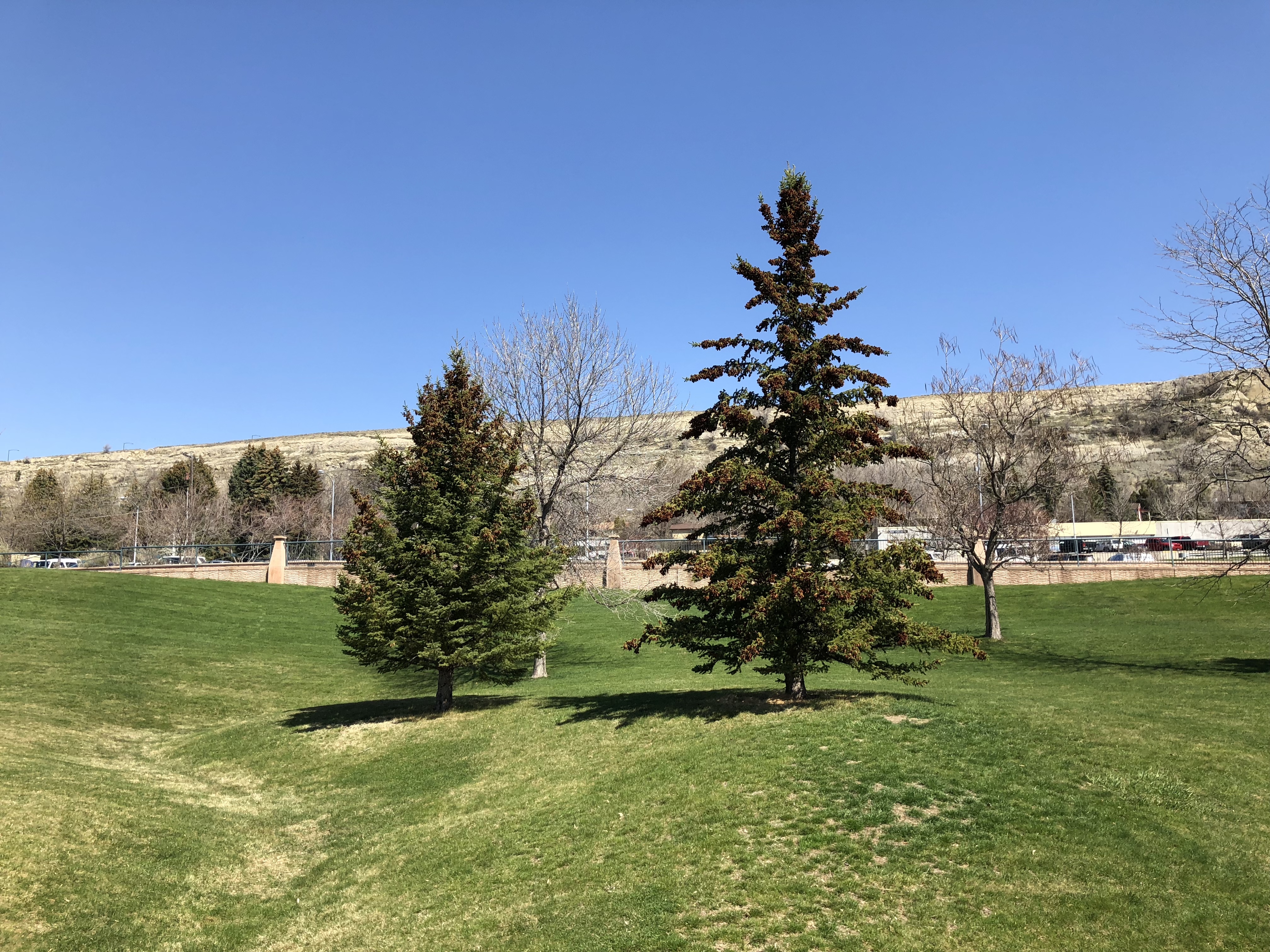 Photo of two trees in peaks to plains park
