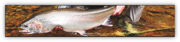photo of a trout and stream