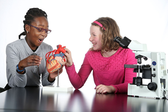 Girls look at a model of a human heart