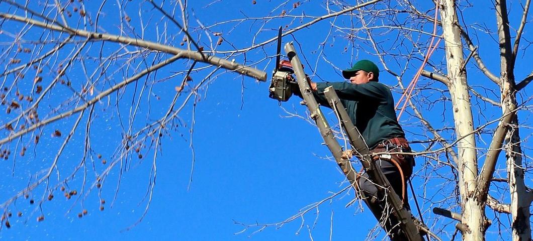 tree trimming