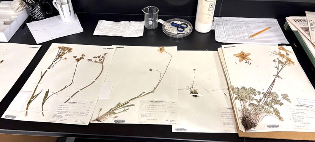 Herbarium samples