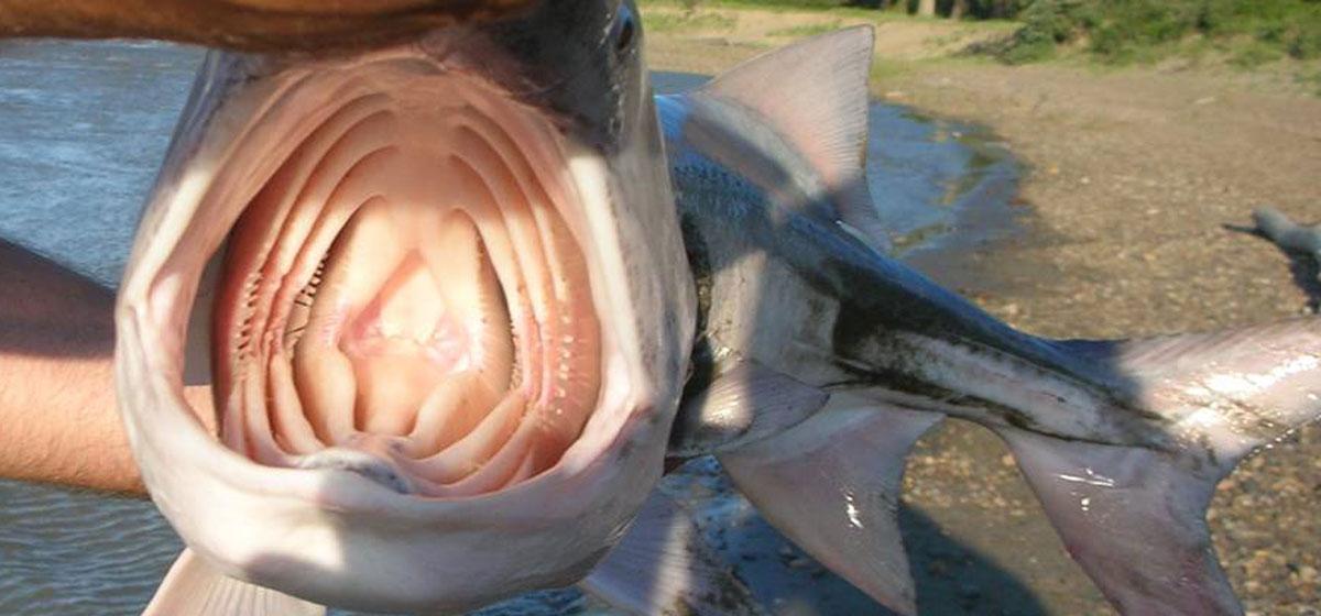 Inside the mouth of a shark