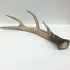 Antler Art Work