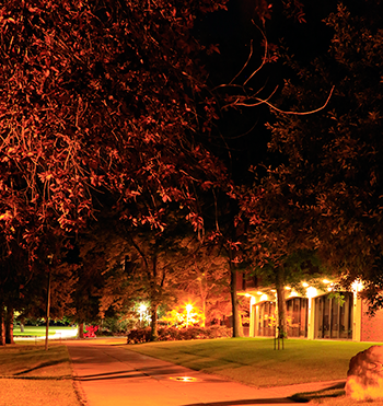 Tree at night with lights