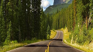 state highway in a forest