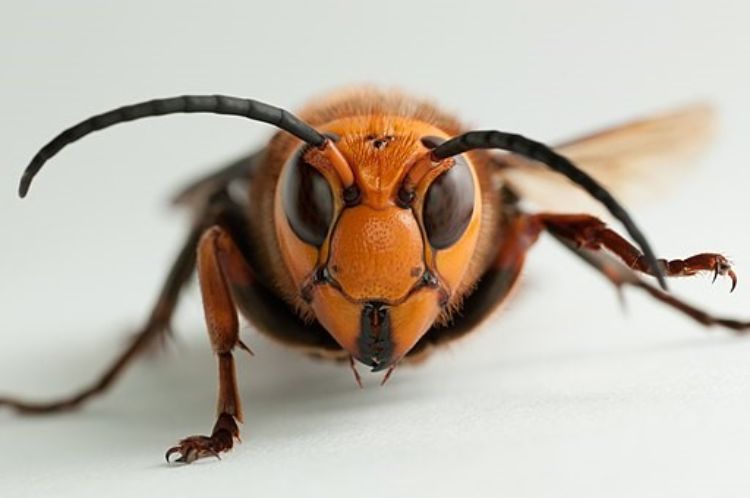 Giant wasp