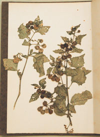 nightshade plant