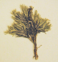 plant specimen