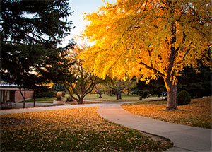 Fall scenery on MSUB campus