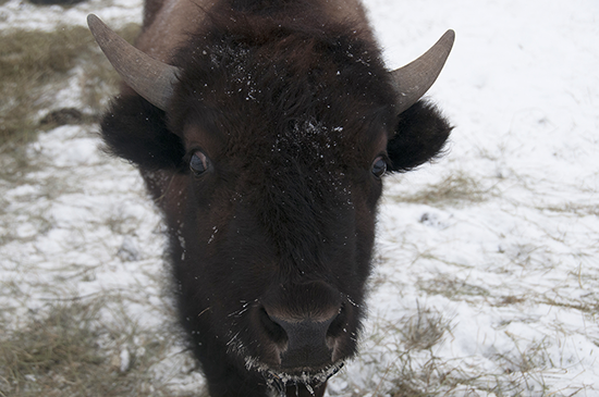 Medicine wheel at MSUB