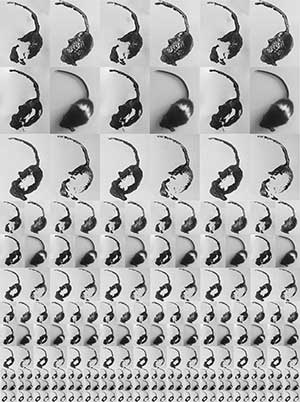 Elizabeth May, Mouse Decomposition