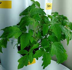 plants growing from the plant tower